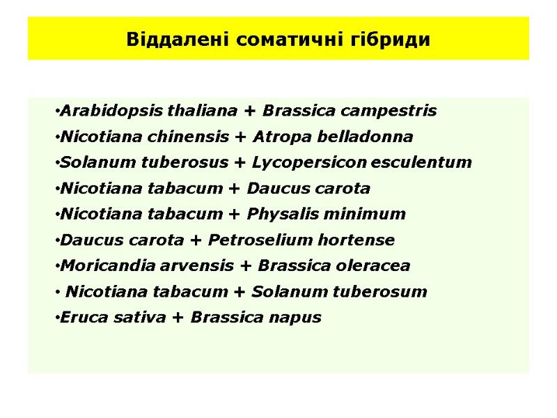 Віддалені соматичні гібриди Arabidopsis thaliana + Brassica campestris Nicotiana chinensis + Atropa belladonna Solanum